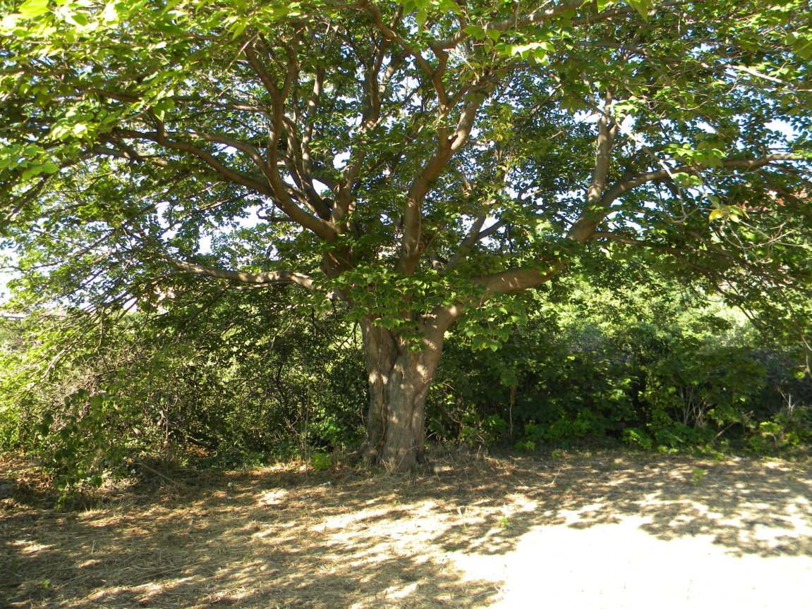 DSCN8094 .JPG